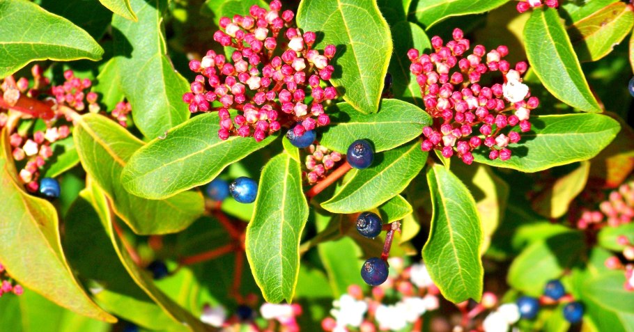 Viburnum Tinus purpureum