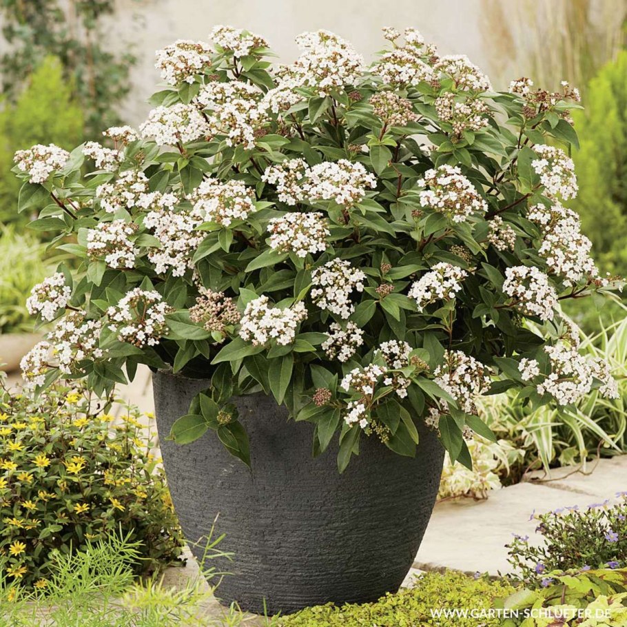 Калина вечнозеленая лавролистная