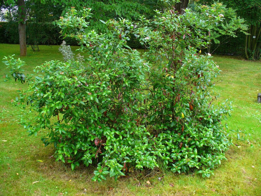 Ilex verticillata