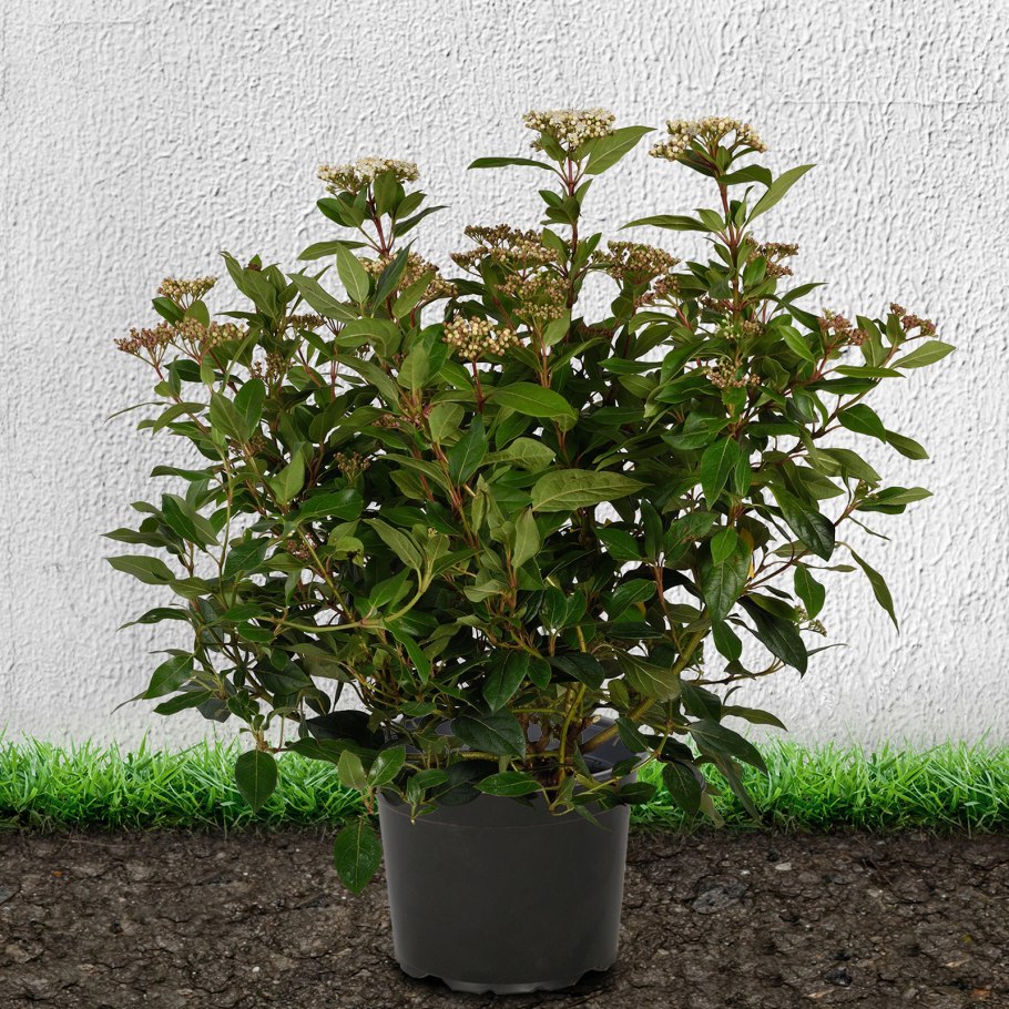 Viburnum Tinus