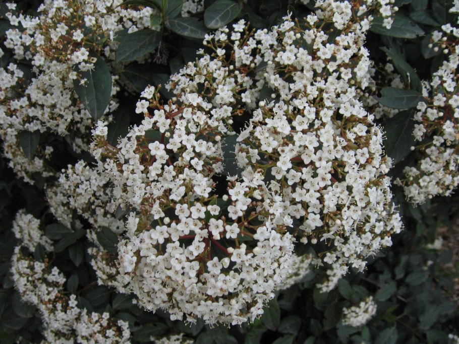 Калина лавролистная Viburnum Tinus