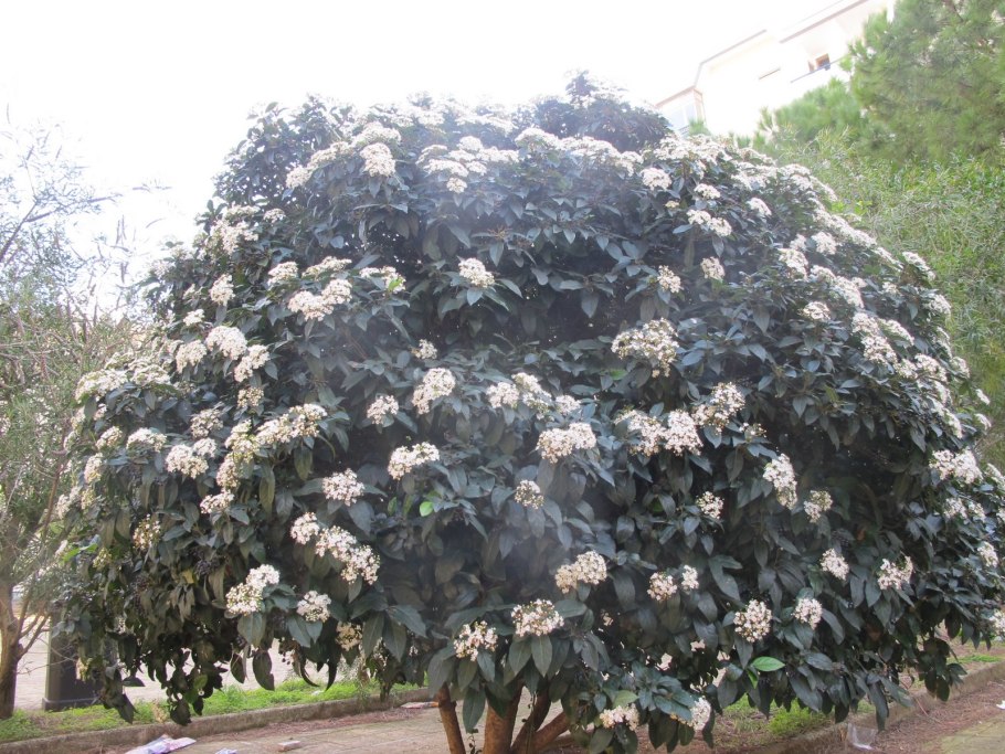 Вибурнум Тинус