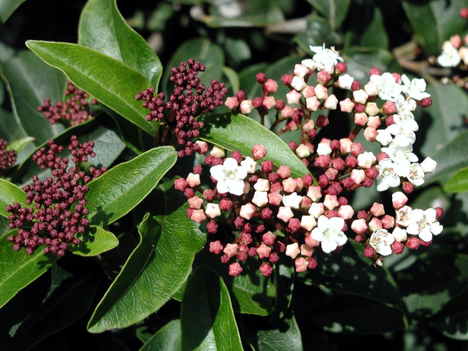 Viburnum Gwenllian