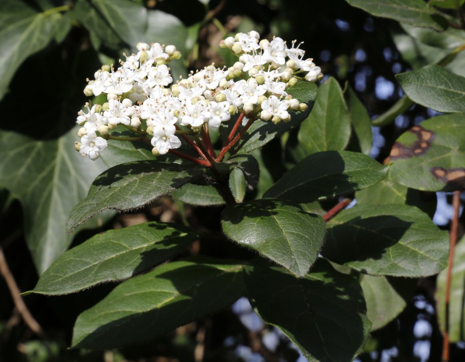 Калина Крымская лавролистная