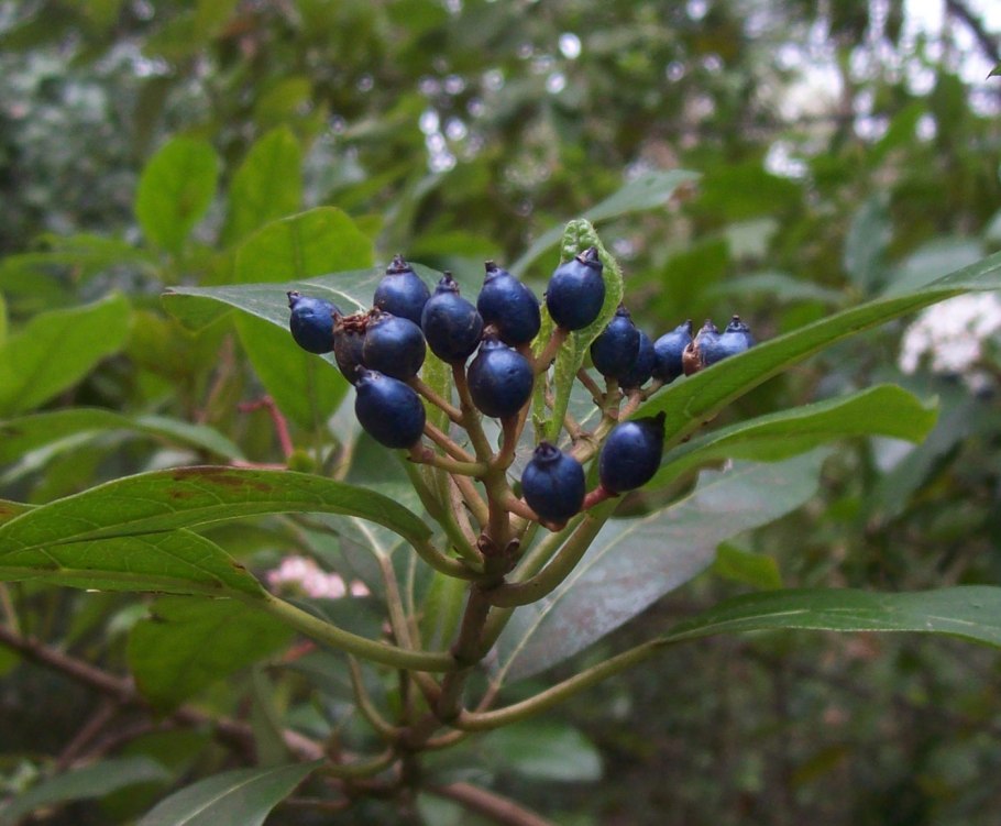 Калина лавролистная Viburnum Tinus