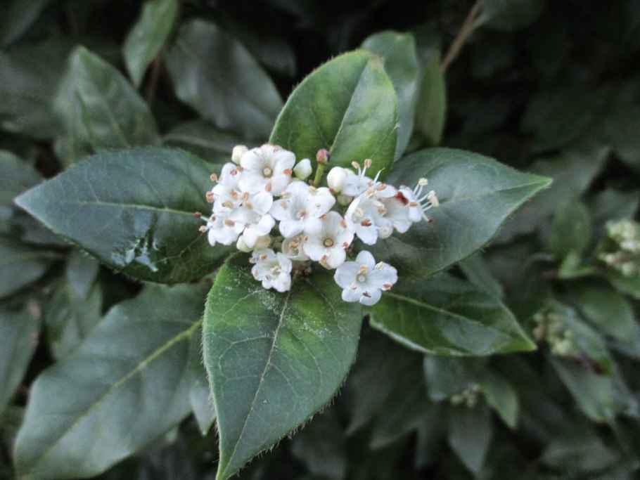 Средиземноморская Калина лавролистная