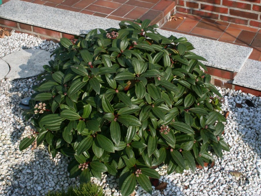 Viburnum davidii