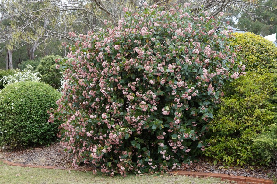 Смородина лавролистная