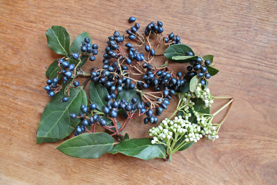 Калина лавролистная изгородь