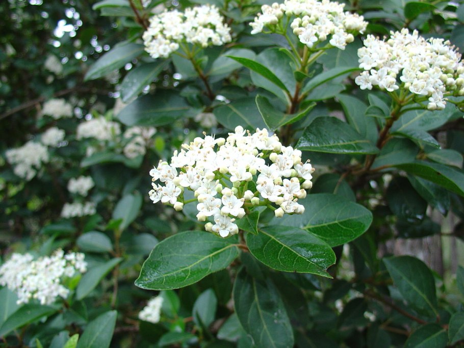 Калина лавролистная (Viburnum Tinus Gwenllian p9)