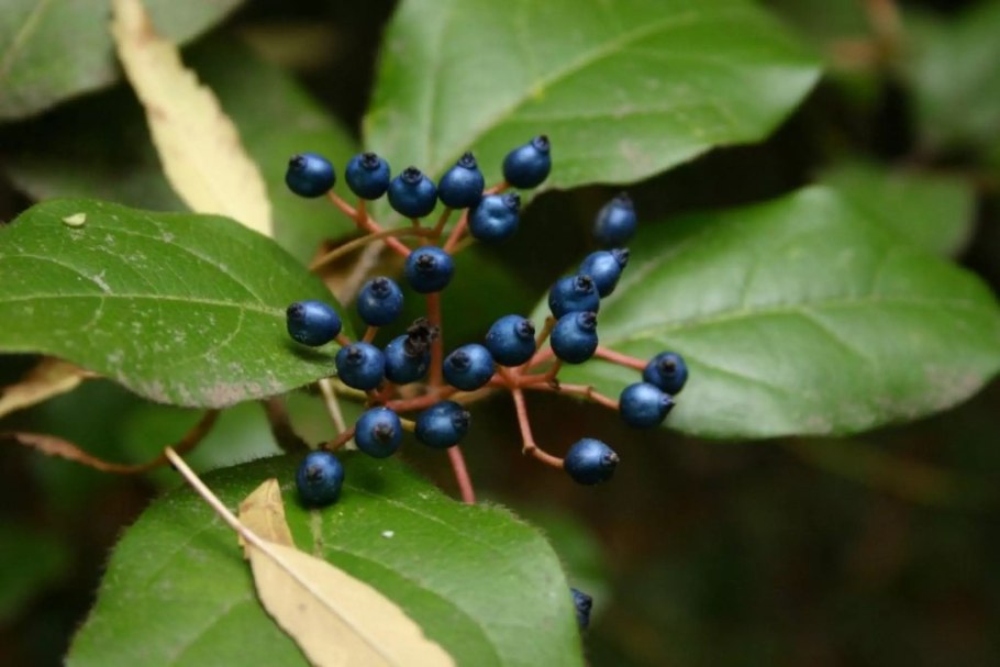 Viburnum Tinus