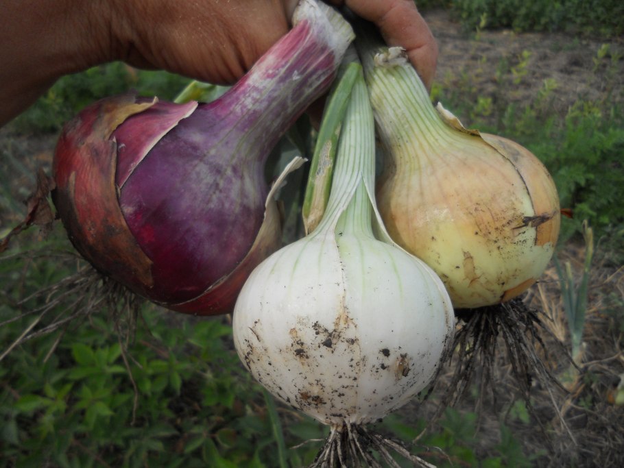 Зимний лук овощ