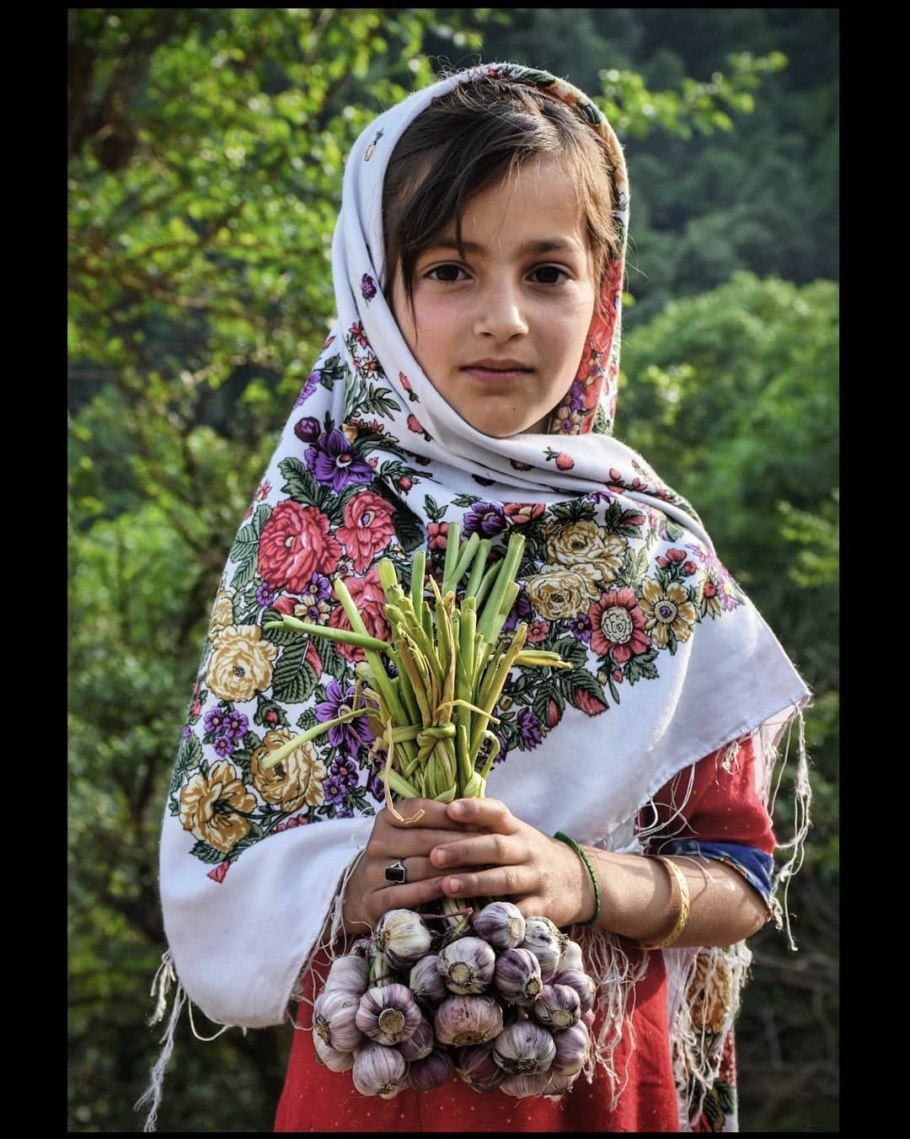 Лук батун Гардсмен