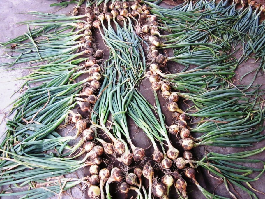 Лук репчатый в кулинарии