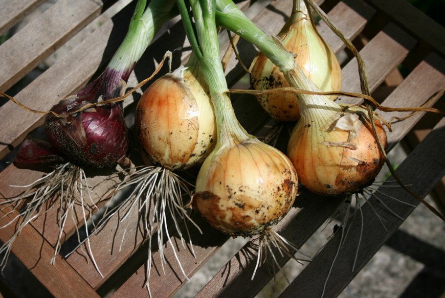 Аллиум Шуберта (Allium schubertii)