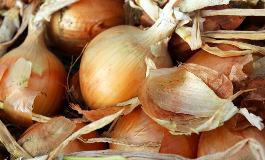 Лук Дайтона f1