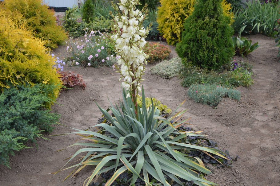 Юкка обыкновенная