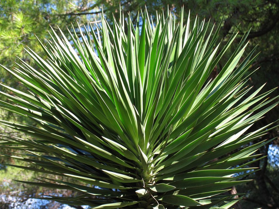 Yucca rostrata
