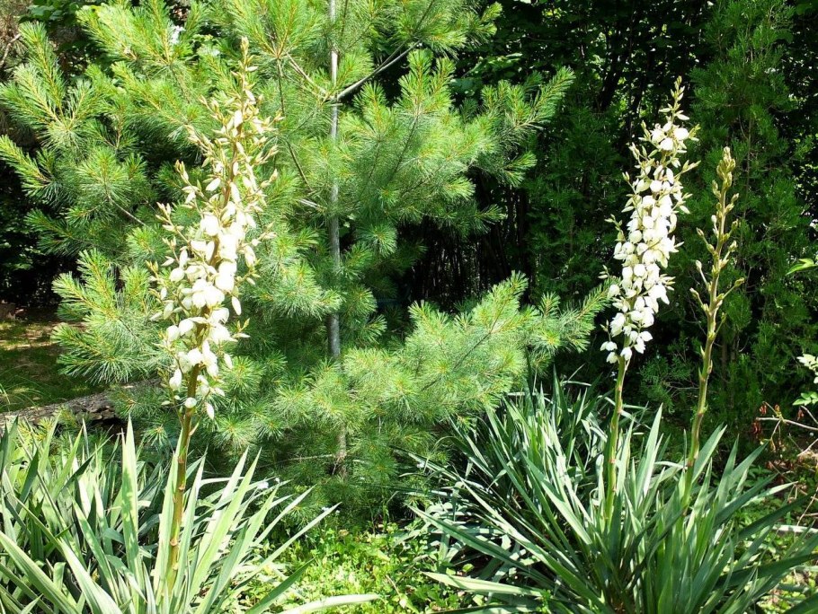 Юкка сизая ,нитчатая