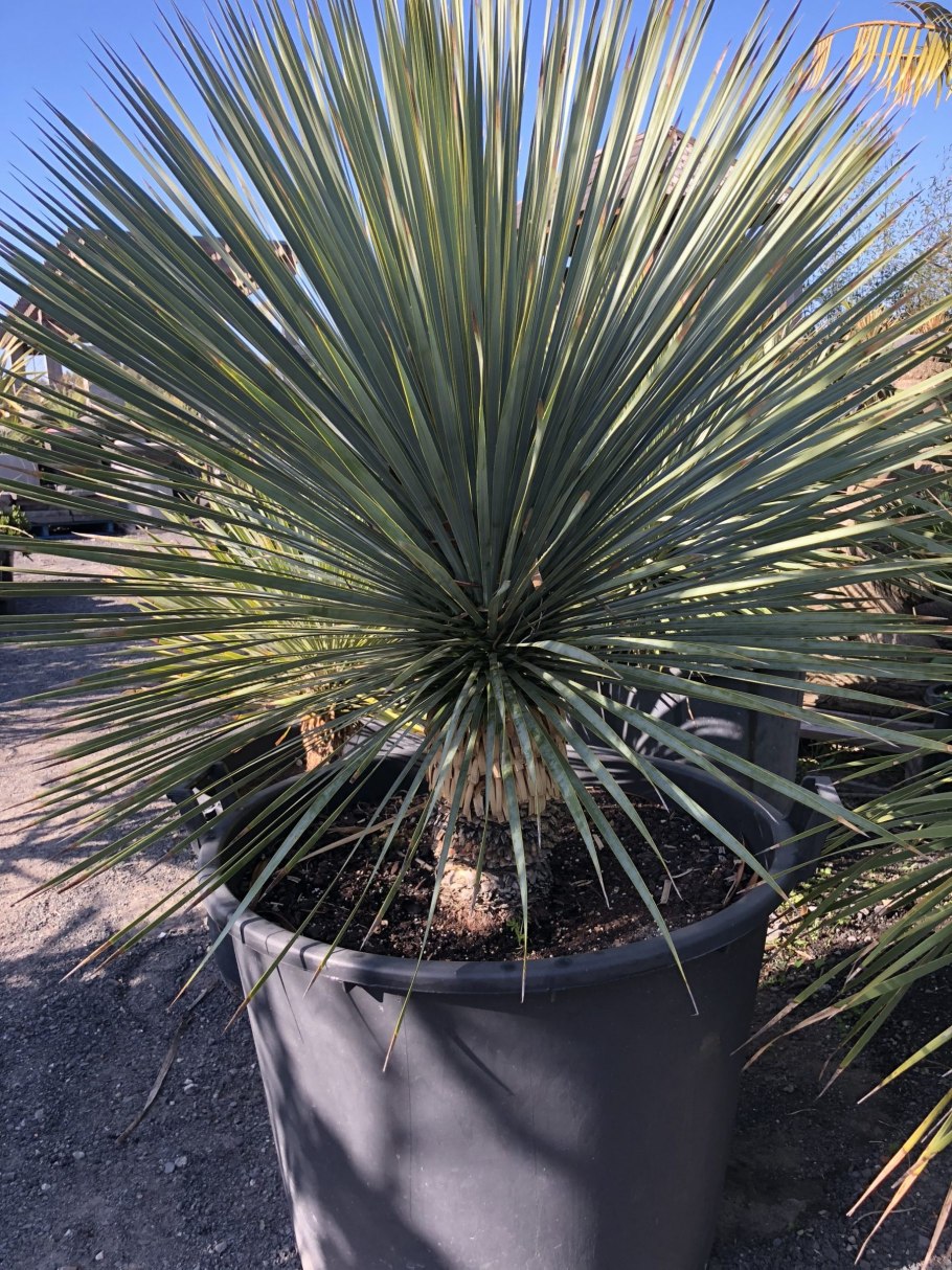 Юкка Глаука