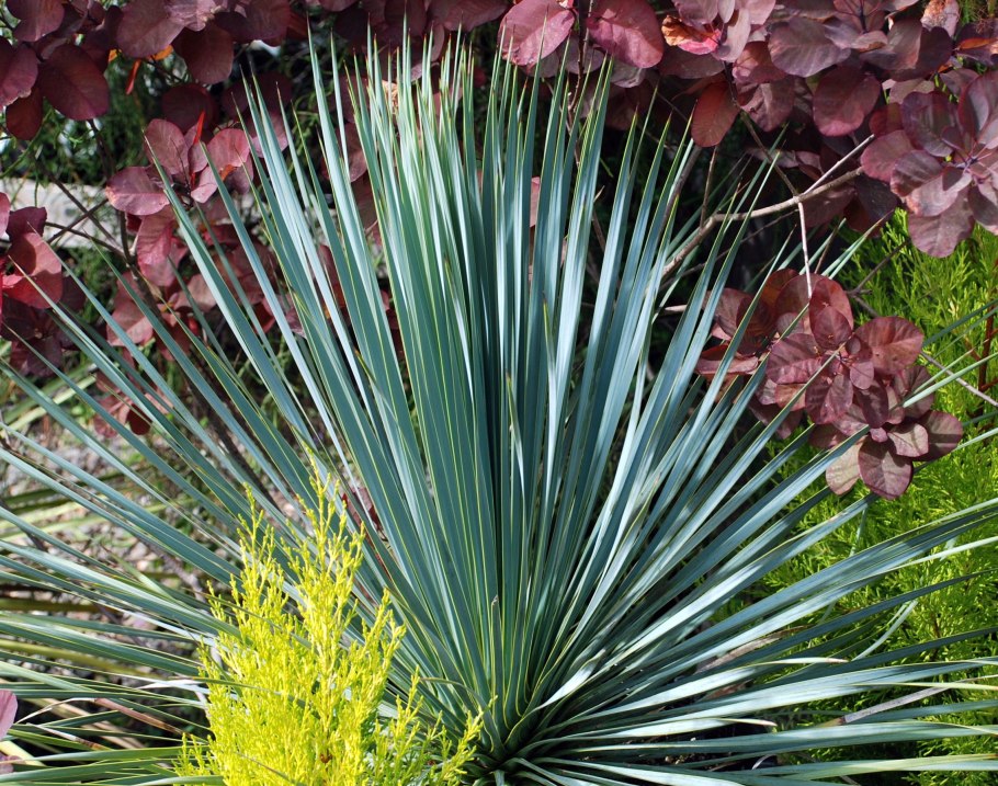 Юкка сизая ,нитчатая