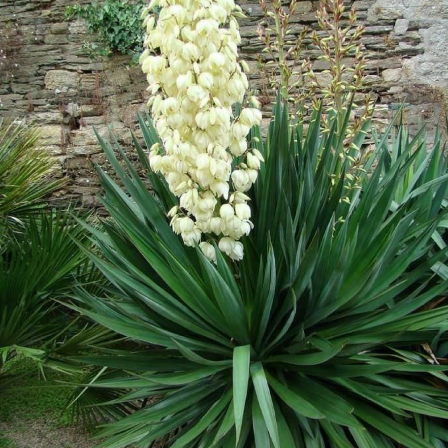 Юкка нитчатая Агава