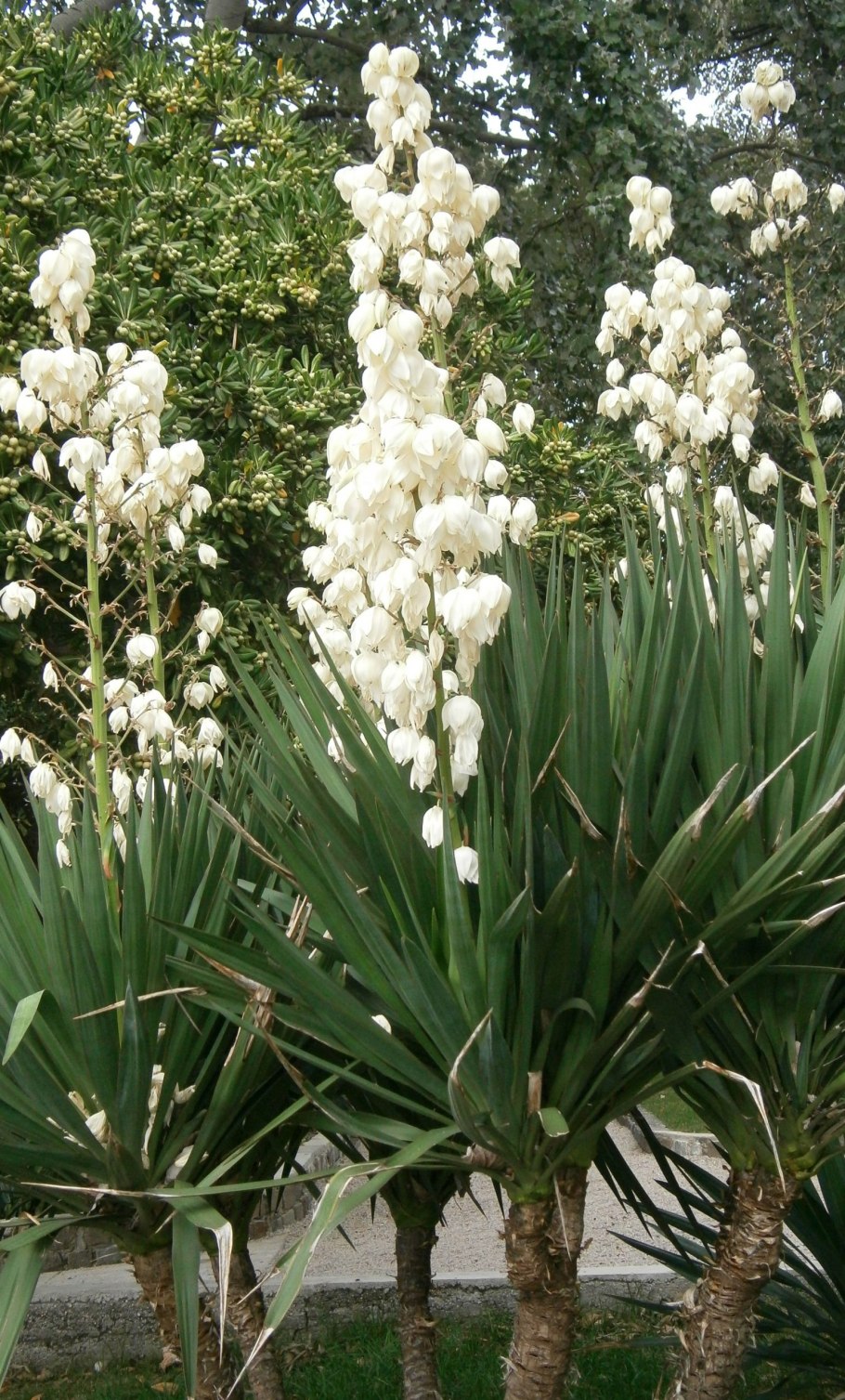 Юкка нитчатая