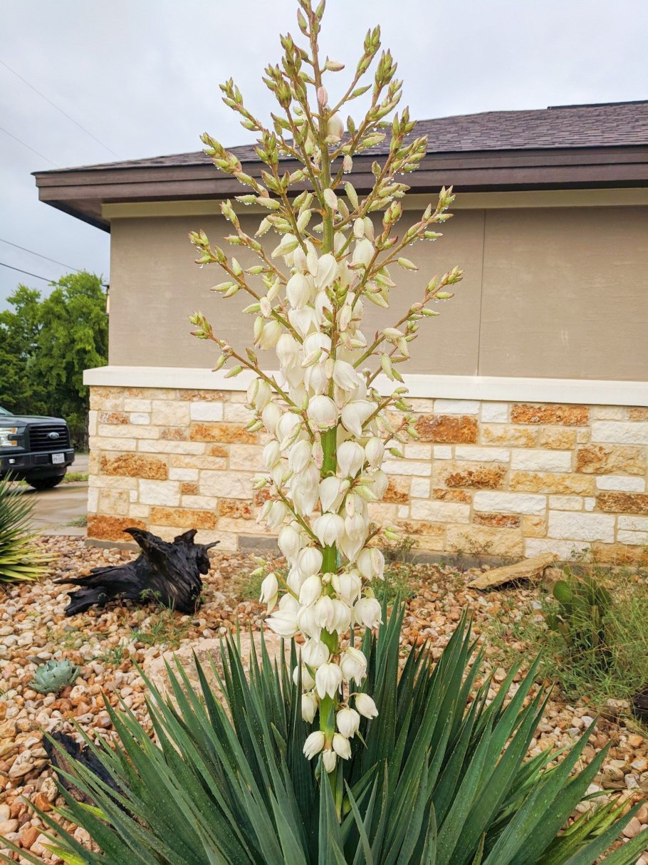 Юкка нитчатая