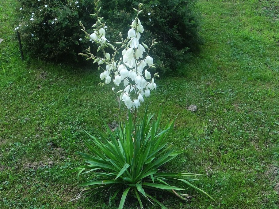 Юкка нитчатая (yucca)