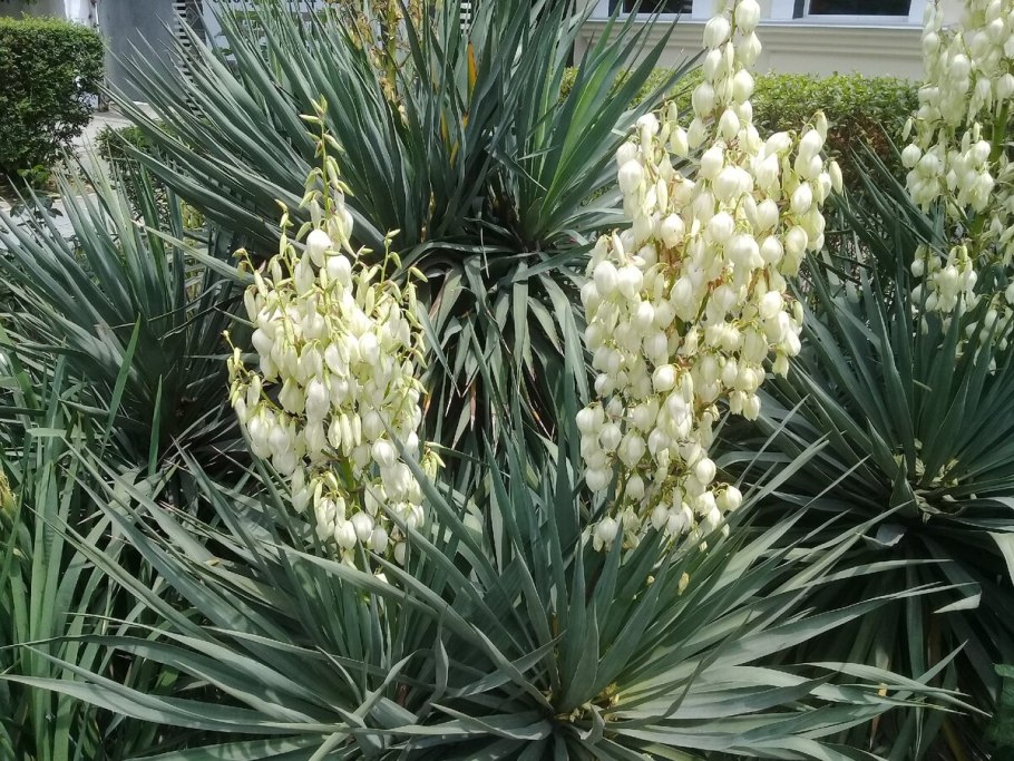 Цветы юкка нитчатая