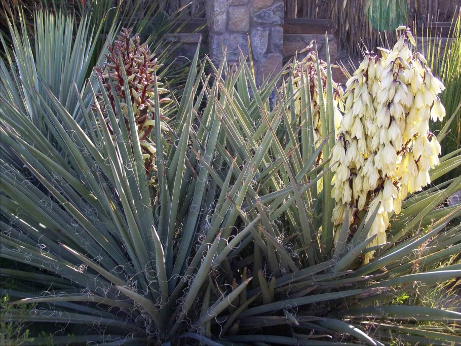 Yucca baccata