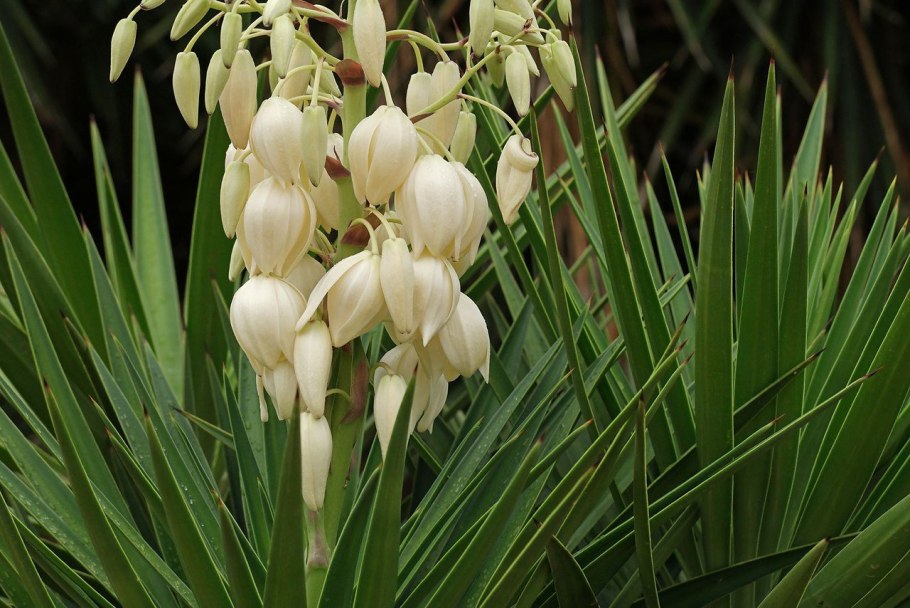 Растение юкка нитчатая