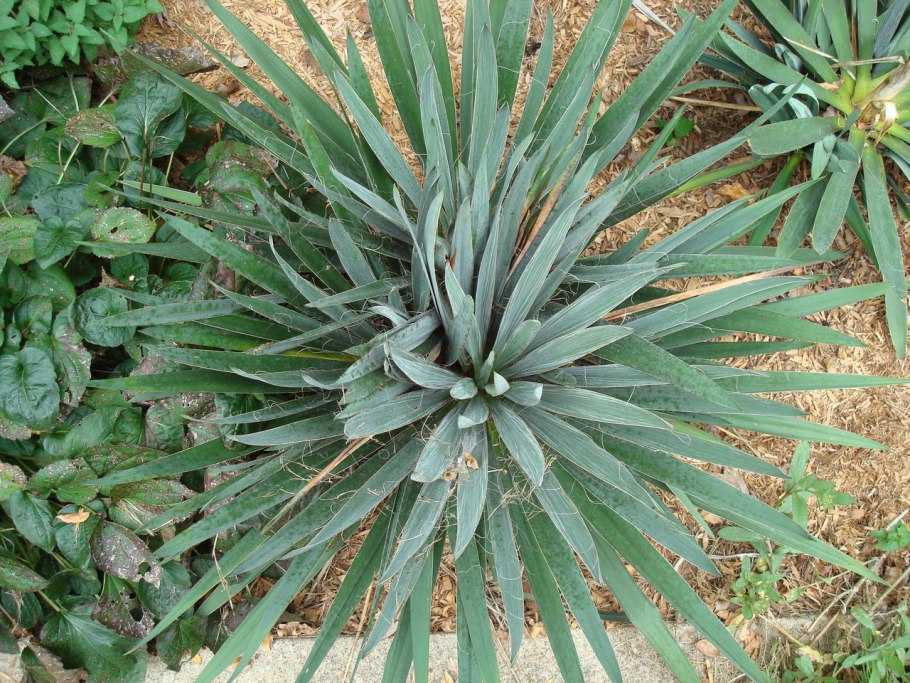 Yucca filamentosa