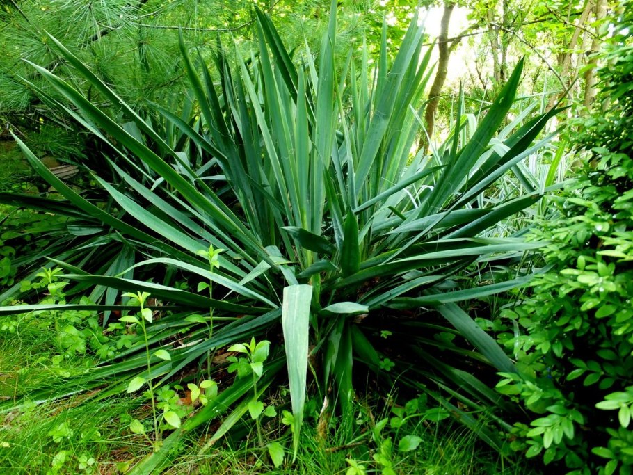 Юкка широколистная