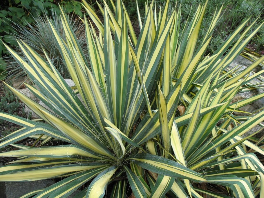 Yucca filamentosa color guard