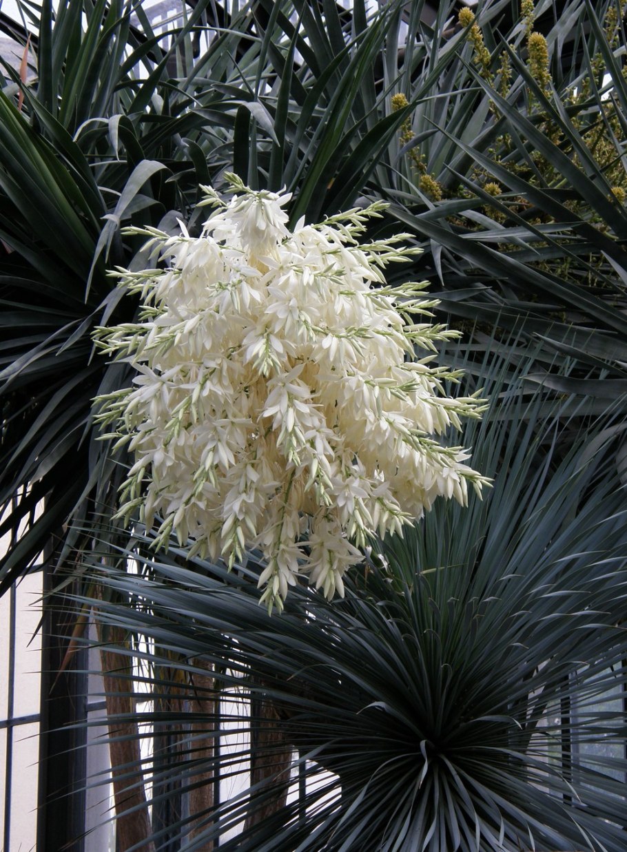 Юкка нитчатая (Yucca filamentosa)