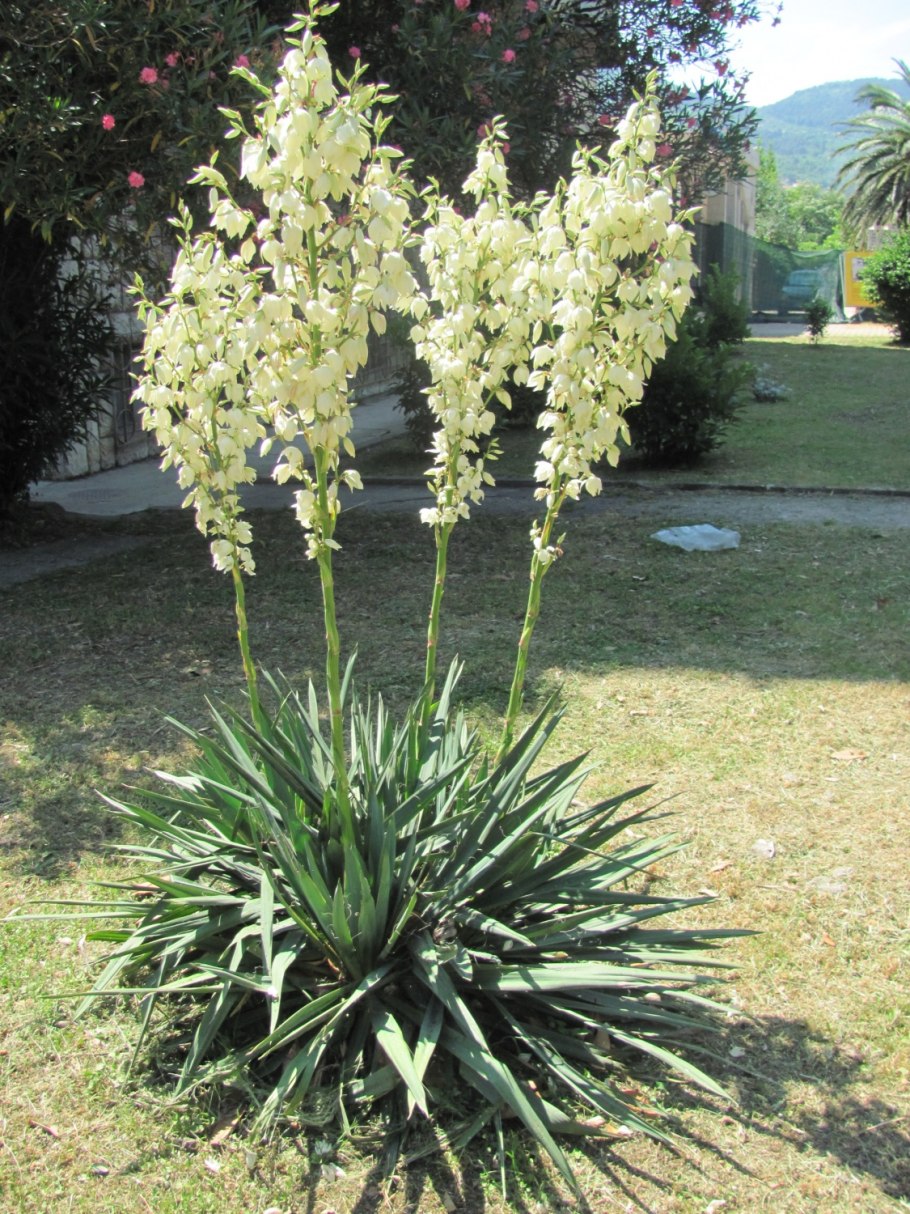 Юкка нитчатая цветет