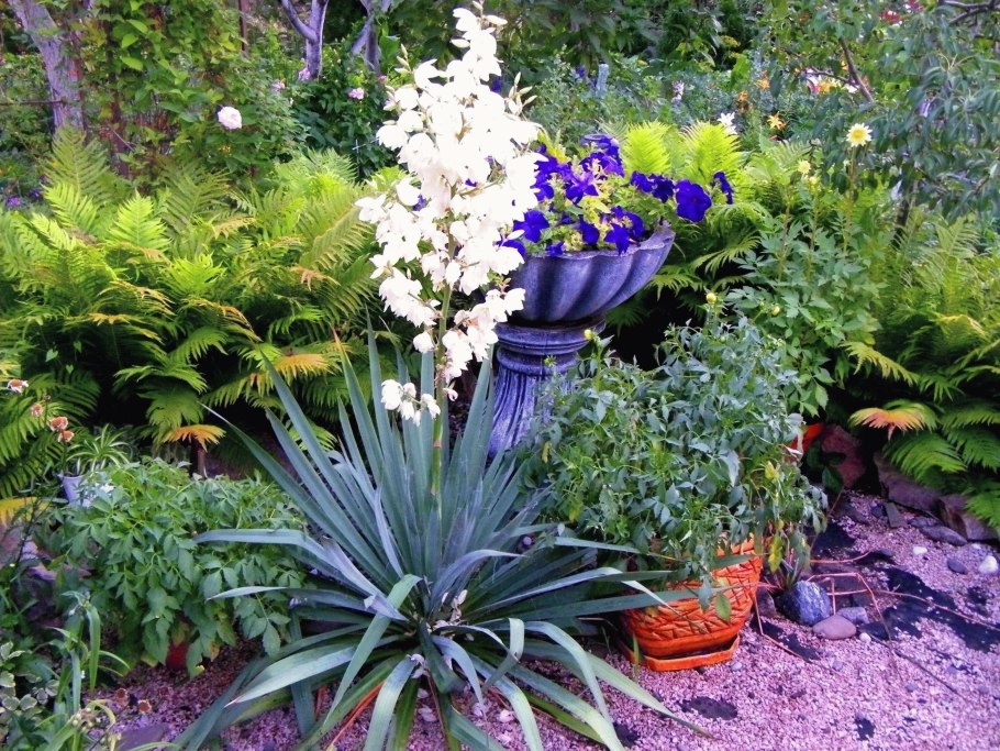 Юкка цветок уличный