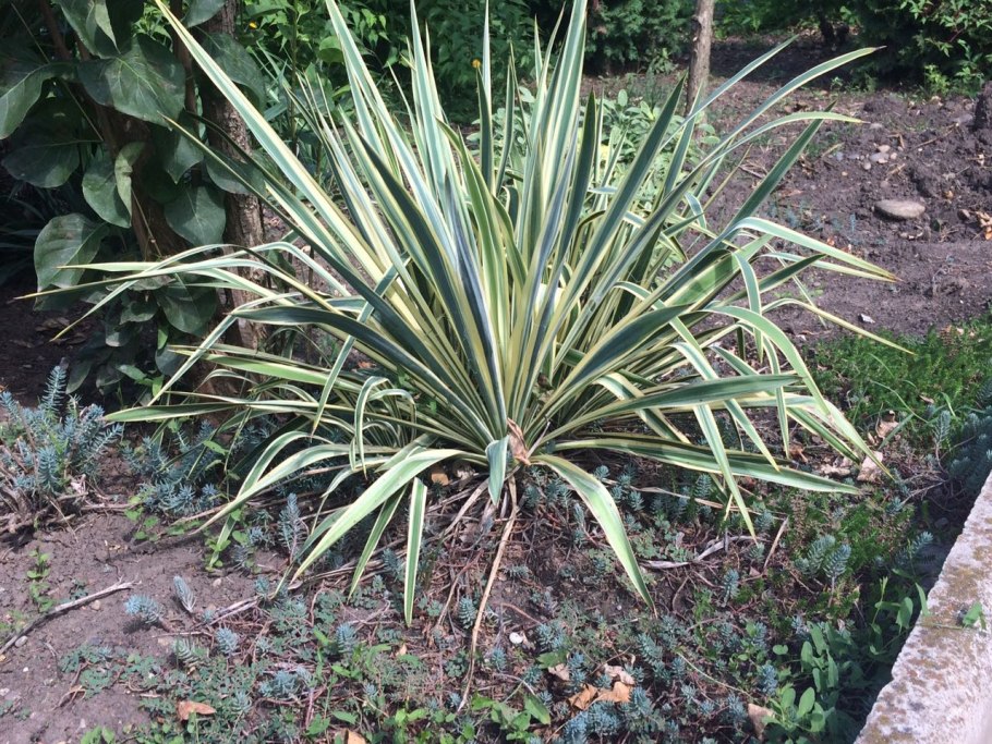 Юкка сизая комнатная