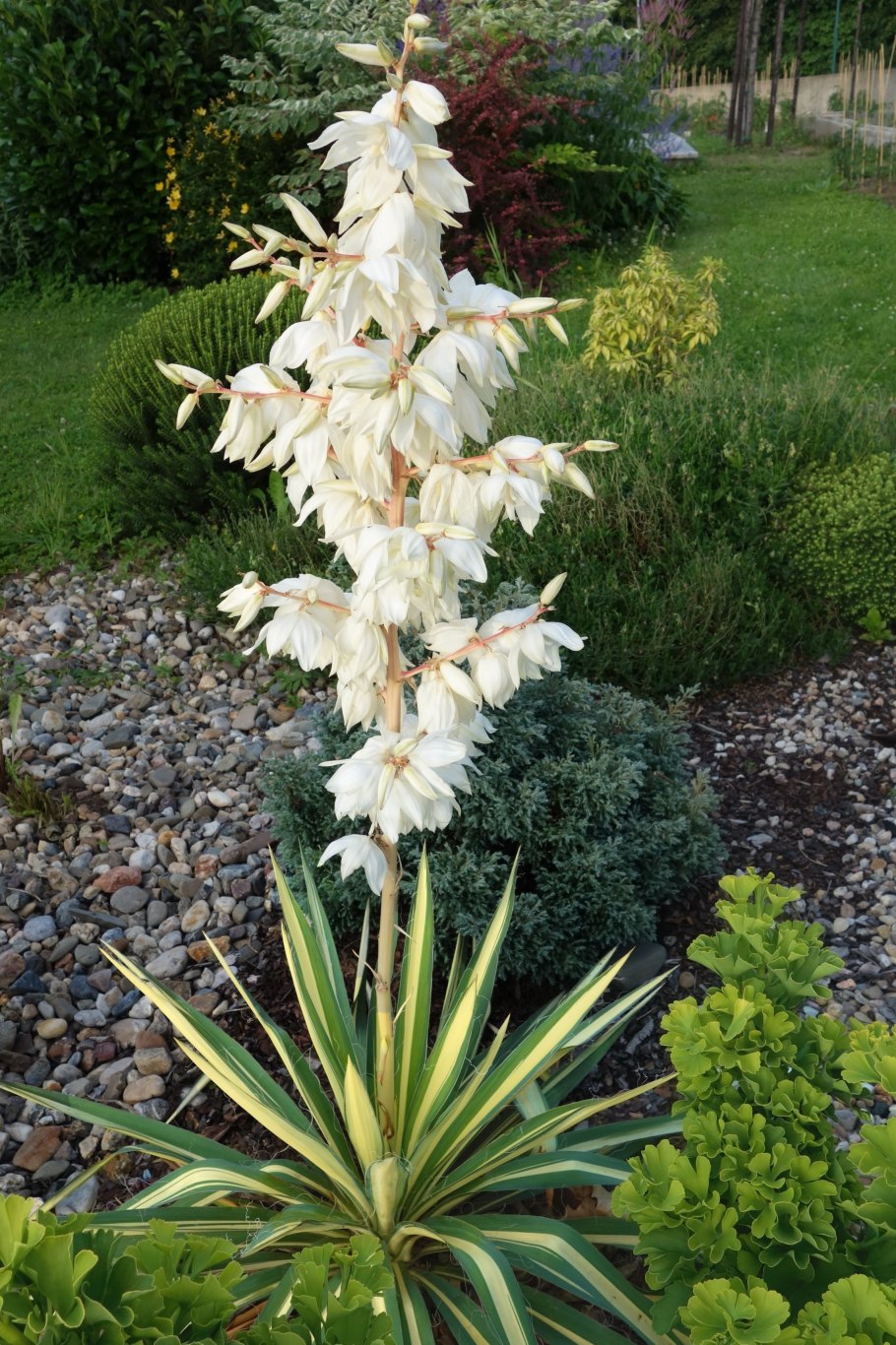 Юкка сизая ,нитчатая