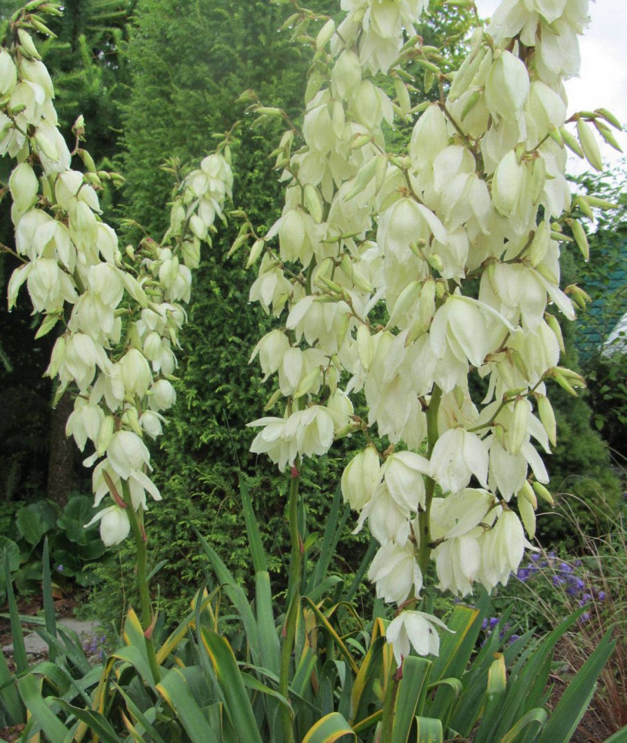 Юкка нитчатая  ivory tower