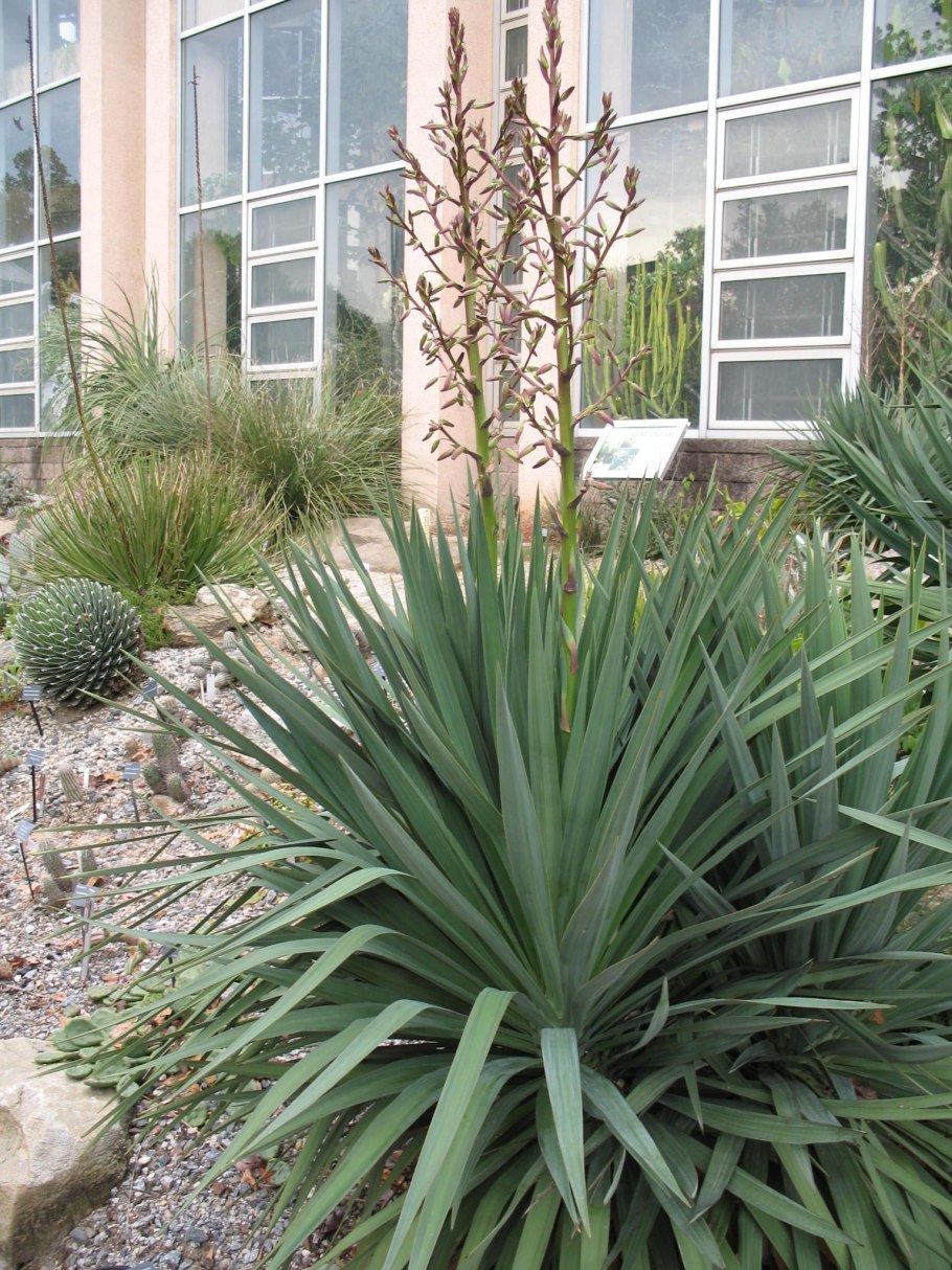 Yucca recurvifolia