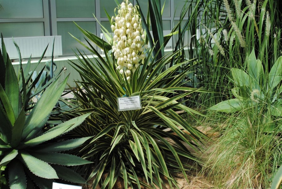 Юкка Садовая посадка и уход в открытом грунте