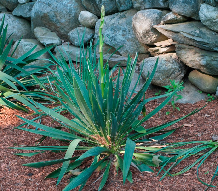 Юкка yucca filamentosa