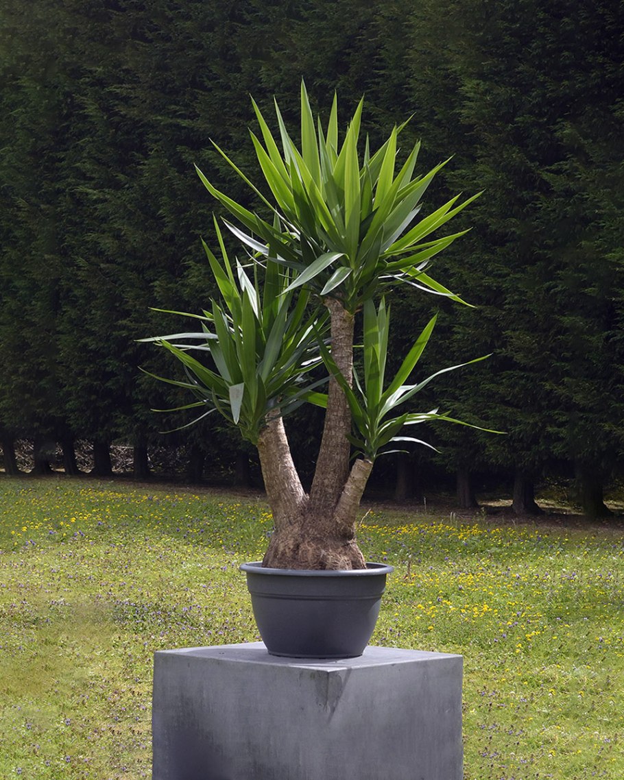 Yucca elephantipes