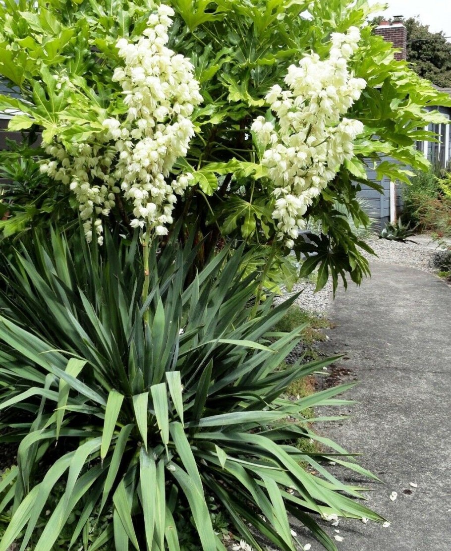 Юкка нитчатая филаментоза