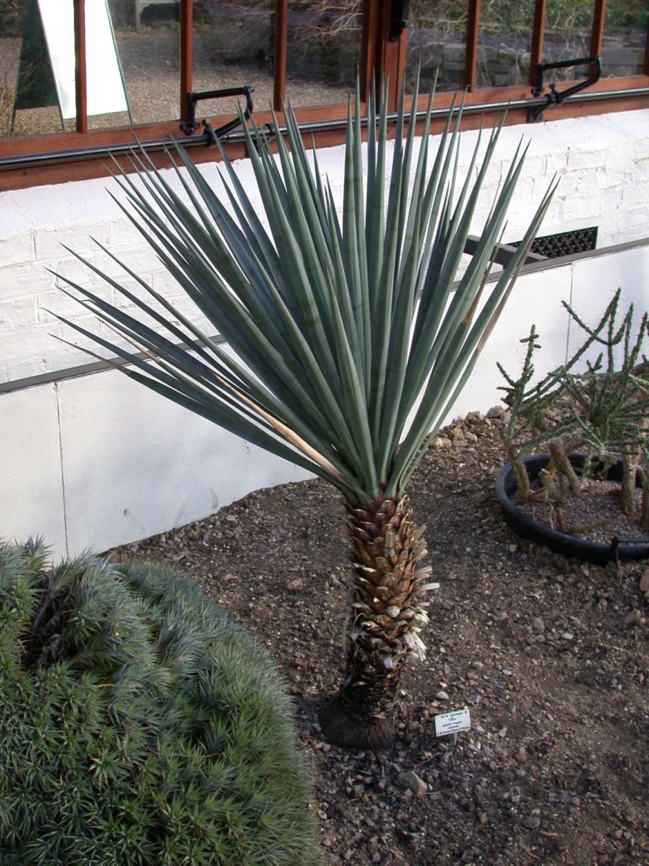 Yucca rostrata
