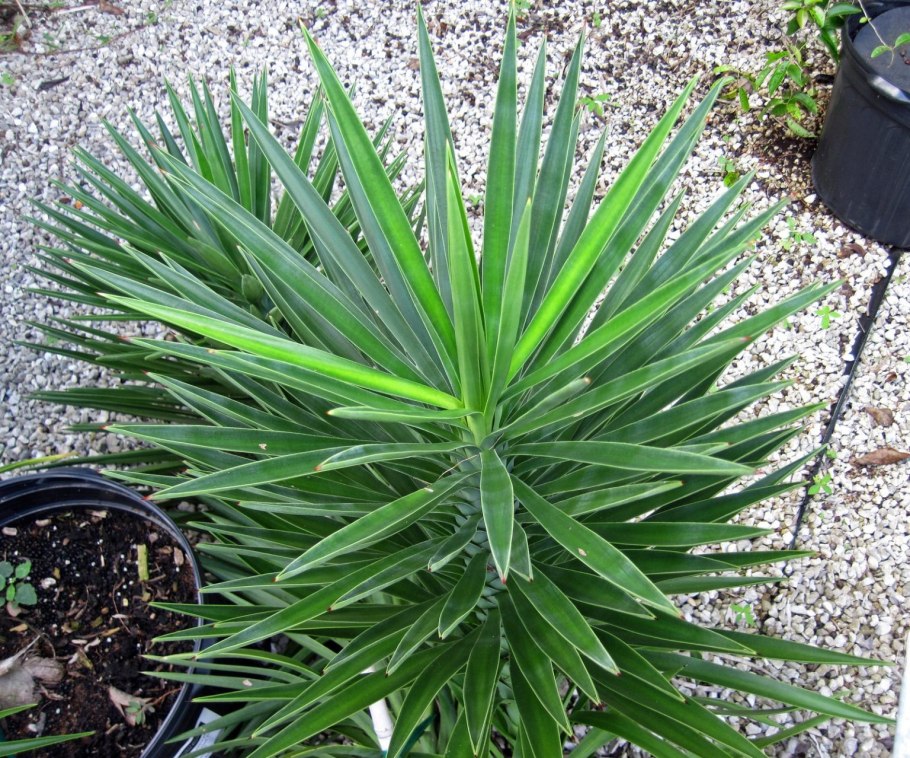Yucca aloifolia