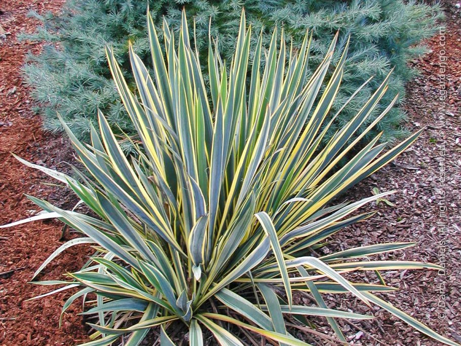 Yucca filamentosa bright edge