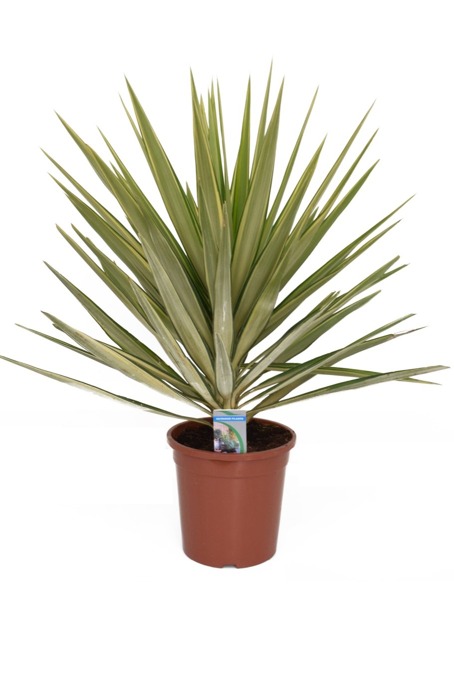 Юкка elephantipes